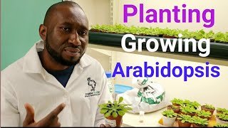 How to plant and grow Arabidopsis thaliana in the laboratory [upl. by Akeenahs21]