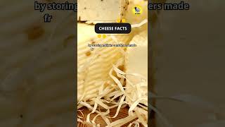 Cheese Facts shorts facts interestingfacts [upl. by Atirres525]