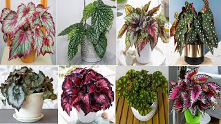 Top 29 Indoor Begonia Plants  Low Light Indoor Begonia Plant varieties  Plant and Planting [upl. by Eirena287]