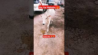 Har Har Mahadev🔱 Gaiya Wala🐮 Ranjan Pandey  shorts gaiyawalababa animal gaay cattle cow yt [upl. by Ahtar]