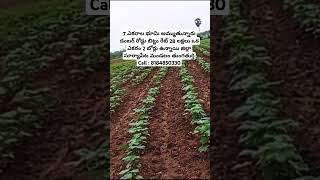 7 Acrs Land Sale  viralvideo realestate agriculture landforsale telangana suryapeta viral [upl. by Acinorav]