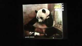 Beardyman feat mrhopkinson One Album per Hour poor blancmange creature  Panda Song [upl. by Fang]