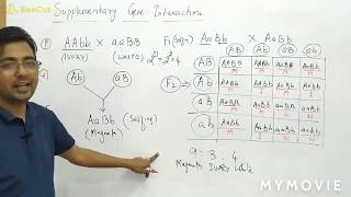 Supplementary Gene Interaction [upl. by Penney431]