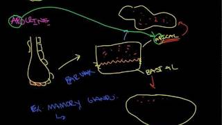 Glandular Epithelial Tissue [upl. by Krauss]