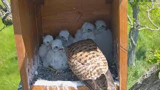 2023 05 31 LIVE Nest Cam  Common Kestrels [upl. by Doownelg752]