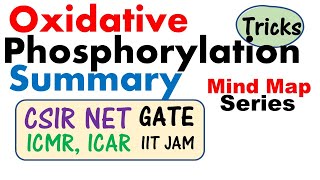 Oxidative phosphorylation and its mechanism [upl. by Uyekawa]