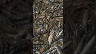 huge fishes fishing viralvideo shorts [upl. by Lleryd367]