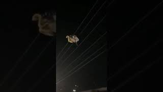 Woman Releases Graduation Balloons and Takes Out Power in an Entire Neighborhood [upl. by Fenella379]