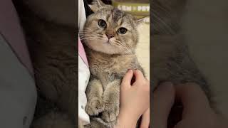 cat رحمان catlover رحمن animals قطط kitten قطتي pets cute [upl. by Thema]