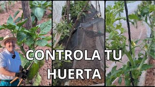 TUTORES PARA TOMATES PIMIENTOS Y JUDÍAS ✅ quotLlamo al orden a mis plantas de huertaquot [upl. by Northway]