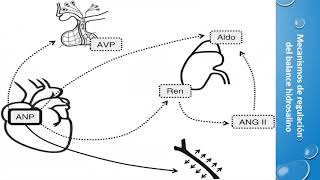 FISIOPATOLOGIA DE LOS DESEQUILIBRIOS HIDROELECTROLITICOS PARTE 1 [upl. by Lenneuq]