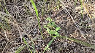 Agastache foeniculum Anise Hyssop established from peat plug first year from seed [upl. by Henriques]