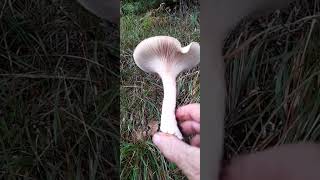 BALKADIN MANTARIPIRNAL MELKİSİCLİTOCYBE GEOTROPABOLU [upl. by Razid338]