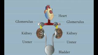 Normal Kidney Function [upl. by Tudor]