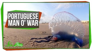 Portuguese Man o War An Organism Made of Organisms [upl. by Nerty]