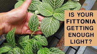 FITTONIA PLANT LIGHT GUIDE  Is your plant getting enough light [upl. by Edecrem]