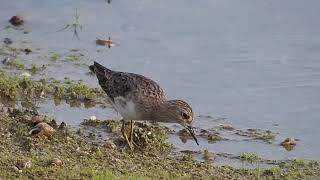 LongToed Stint X 2 [upl. by Aelyk509]