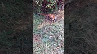 Piégeage du renard au collet arrêtoir Capturé en coulée dans les fougères [upl. by Rats558]