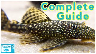 Bristlenose Pleco Care and Breeding [upl. by Zebapda]