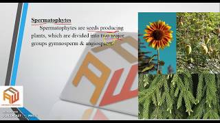 Spermatophytes  Difference between Angiosperm and Gymnosperm  IX Biology  By Sir Waseem Ahmed [upl. by Poole]