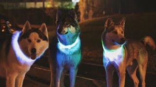 LED Dog Collars HaloLights™ [upl. by Blake]