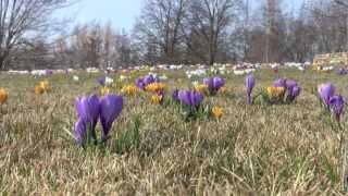 Crocuses on Evening Island [upl. by Revned]