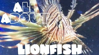 All About The Lionfish or Black Volitan Lionfish  LIVE FEEDING [upl. by Teerprah903]