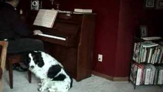 Cooper the Singing Dog  The Christmas Song [upl. by Greenfield]