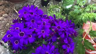 56 Que planta é essa  Senetti  Pericallis  Cineraria senetti [upl. by Weld]