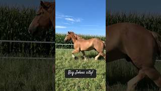 2000 POUND BIG JOHN horse power [upl. by Gertrudis]