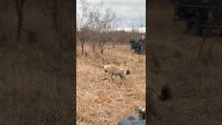 Hyena Ambushes Feeding Cheetah [upl. by Belamy]