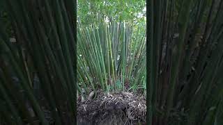 Bamboo Propagation Turning a clump into over 100 plants🎋 [upl. by Rehoptsirhc]