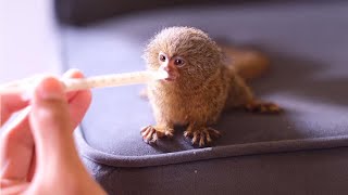 Adorable smallest marmoset monkey [upl. by Jervis]