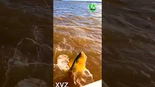 Fish hooking fish freshwaterfish trending youtubeshorts viral [upl. by Idell]