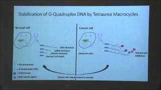 The stabilization of telomeric GQuadruplex DNA by tetraurea macrocycles UB3MT [upl. by Washington]