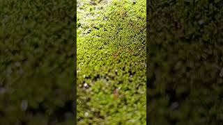 Mosses are nonflowering plants which produce spores and have stems and leaves [upl. by Ferren]