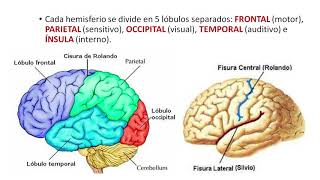 Neurociencia  Segundo sistema funcional de Luria Unidad que recibe analiza y almacena información [upl. by Elokin395]