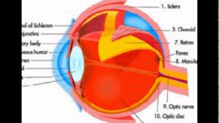 Eye Rods Function [upl. by Ekul]