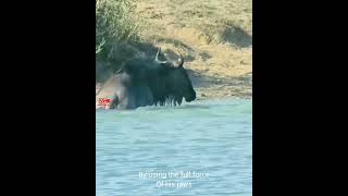 😱How Hippo Saves Wildebeest  Hippopotamus Saves Antelope  Crocodile Attacked wildlife hunt [upl. by Yeldarb]