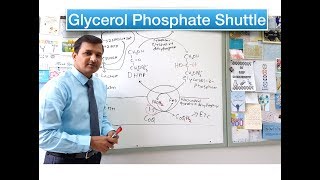 Glycerol Phosphate Shuttle [upl. by Chaiken]