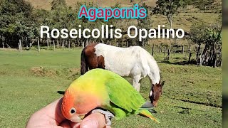 AGAPORNIS ROSEICOLLIS OPALINO 2024 [upl. by Trebleda]