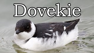 Dovekie  Toronto  20221210 [upl. by Merissa]