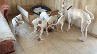 Ibizan Hound mother [upl. by Gamali886]