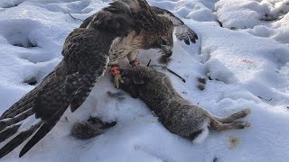 RABBIT HUNTING with a REDTAILED HAWK  FALCONRY HUNTING [upl. by Ettebab330]