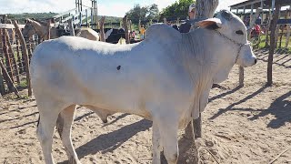 FEIRA DO GADO EM CRUZES DE PANELASPE 08012024 nordeste [upl. by Alleyn]