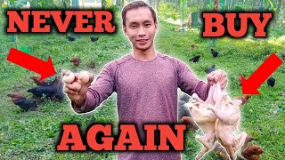 Never Buy Chicken Meat and Eggs Again with Free Range Chicken  Tagalog [upl. by Aetnahs]