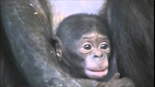 Baby bonobo Apenheul 2 April 2014 [upl. by Latsyrhk936]