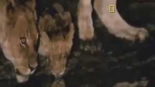 Lions Documentary Specialized Lions Special National Geographic [upl. by Leiru]