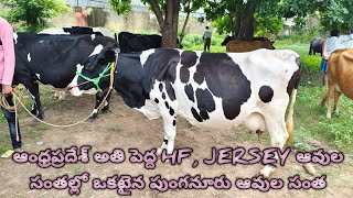 Punganur Hf Jersey Cow Market going Every Wedensday [upl. by Paehpos924]