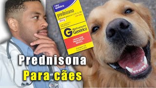 PREDNISONA para cachorro Dose indicações e colaterais [upl. by Imuya]